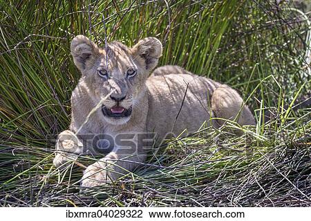 Lowenbaby (Panthera Leo) im Halbschatten hechelt, Okavango-Delta, Botswana, Afrika View Large Photo Image Stock Image - Lowenbaby (Panthera Leo) im Halbschatten hechelt, Okavango-Delta, Botswana, Afrika. Fotosearch