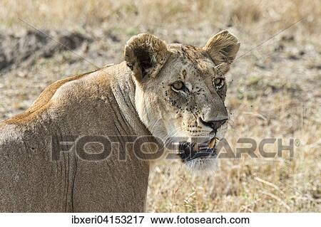 Stock Photo - Lowin (Panthera leo), Masai Mara, Kenia, Afrika. Fotosearch