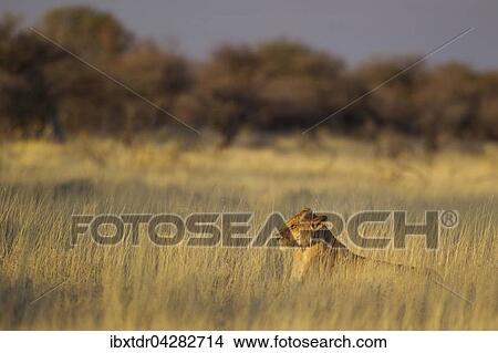 Lowin (Panthera leo), ruht im Morgenlicht im Gras, Etosha-Nationalpark, Namibia, Afrika View Large Photo Image Picture - Lowin (Panthera leo), ruht im Morgenlicht im Gras, Etosha-Nationalpark, Namibia, Afrika. Fotosearch