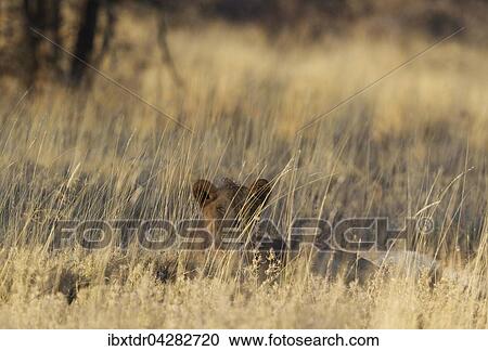 Lowin (Panthera leo), ruht im Morgenlicht im Gras, Etosha-Nationalpark, Namibia, Afrika View Large Photo Image Stock Image - Lowin (Panthera leo), ruht im Morgenlicht im Gras, Etosha-Nationalpark, Namibia, Afrika. Fotosearch