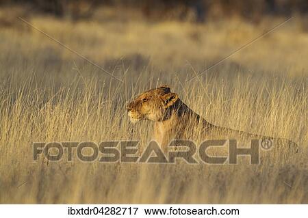 Stock Photo - Lowin (Panthera leo), ruht im Morgenlicht im Gras, Etosha-Nationalpark, Namibia, Afrika. Fotosearch