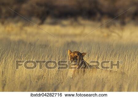 Stock Photograph - Lowin (Panthera leo), ruht im Morgenlicht im Gras, Etosha-Nationalpark, Namibia, Afrika. Fotosearch