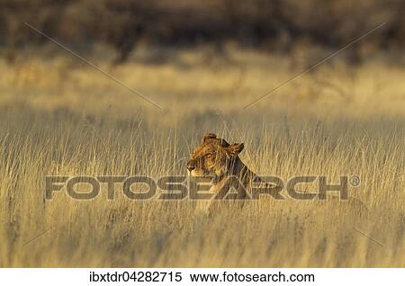Stock Photography - Lowin (Panthera leo), ruht im Morgenlicht im Gras, Etosha-Nationalpark, Namibia, Afrika. Fotosearch