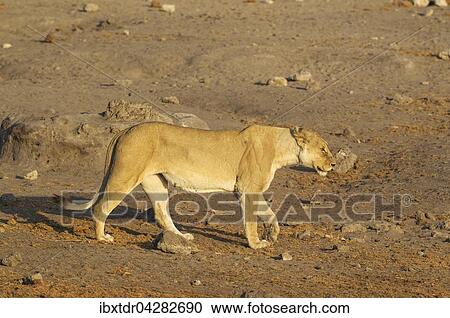 Lowin (Panthera leo), Etosha-Nationalpark, Namibia, Afrika View Large Photo Image Stock Image - Lowin (Panthera leo), Etosha-Nationalpark, Namibia, Afrika. Fotosearch