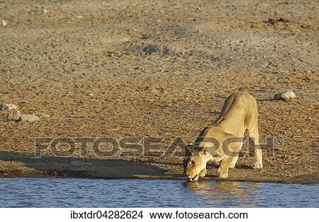 Lowin (Panthera leo), trinkt am Wasserloch, Etoscha-Nationalpark, Namibia, Afrika View Large Photo Image Picture - Lowin (Panthera leo), trinkt am Wasserloch, Etoscha-Nationalpark, Namibia, Afrika. Fotosearch