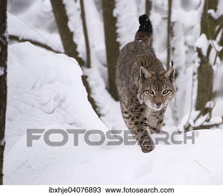 Luchs oder Nordluchs (Lynx lynx) geht durch Schnee, Wildfreigehege Wildenburg, Kempfeld, Nationalpark Hunsruck, Rheinland Pfalz, Deutschland, Europa View Large Photo Image Stock Image - Luchs oder Nordluchs (Lynx lynx) geht durch Schnee, Wildfreigehege Wildenburg, Kempfeld, Nationalpark Hunsruck, Rheinland Pfalz, Deutschland, Europa. Fotosearch