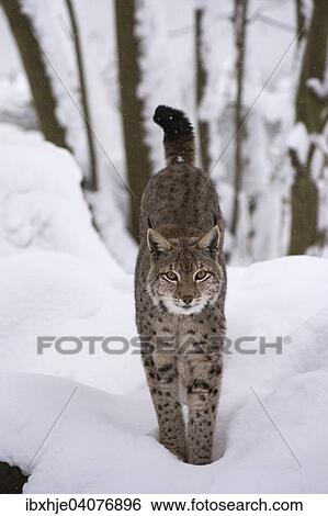Luchs oder Nordluchs (Lynx lynx) geht durch Schnee, Wildfreigehege Wildenburg, Kempfeld, Nationalpark Hunsruck, Rheinland Pfalz, Deutschland, Europa View Large Photo Image Stock Photograph - Luchs oder Nordluchs (Lynx lynx) geht durch Schnee, Wildfreigehege Wildenburg, Kempfeld, Nationalpark Hunsruck, Rheinland Pfalz, Deutschland, Europa. Fotosearch