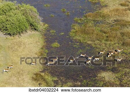 Picture - Luftaufnahme, Rote Letschwes auch Rote Lechwes (Kobus leche leche), Herde rennend im Frischwasser-Sumpfgebiet, Okavango-Delta, Botswana, Afrika. Fotosearch