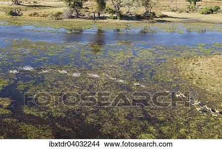 Luftaufnahme, Rote Letschwes auch Rote Lechwes (Kobus leche leche), Herde rennend in einem Frischwasser-Sumpfgebiet, Okavango-Delta, Botswana, Afrika View Large Photo Image Picture - Luftaufnahme, Rote Letschwes auch Rote Lechwes (Kobus leche leche), Herde rennend in einem Frischwasser-Sumpfgebiet, Okavango-Delta, Botswana, Afrika. Fotosearch