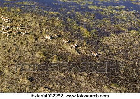 Stock Image - Luftaufnahme, Rote Letschwes auch Rote Lechwes (Kobus leche leche), Herde durchstreift ein Frischwasser-Sumpfgebiet, Okavango Delta, Botswana, Afrika. Fotosearch