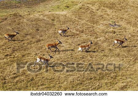 Stock Image - Luftaufnahme, Rote Letschwes auch Rote Lechwes (Kobus leche leche), Herde von jungen Mannchen, am Rande eines Frischwasser-Sumpfgebiets, Okavango-Delta, Botswana, Afrika. Fotosearch