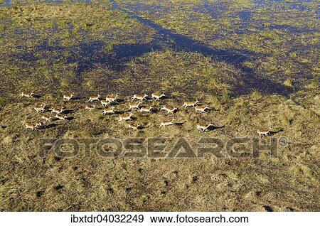 Luftaufnahme, Rote Letschwes auch Rote Lechwes (Kobus leche leche), Herde rennend in einem Frischwasser-Sumpfgebiet, Okavango-Delta, Botswana, Afrika View Large Photo Image Stock Photo - Luftaufnahme, Rote Letschwes auch Rote Lechwes (Kobus leche leche), Herde rennend in einem Frischwasser-Sumpfgebiet, Okavango-Delta, Botswana, Afrika. Fotosearch