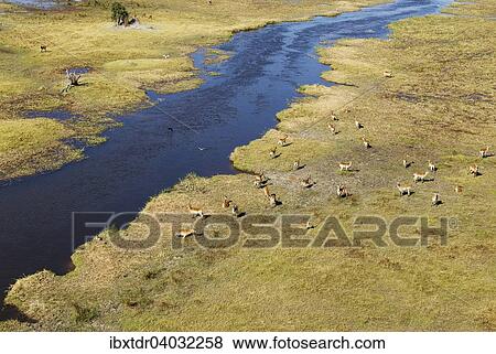 Luftaufnahme, Rote Letschwes auch Rote Lechwes (Kobus leche leche), Herde im Frischwasser-Sumpfgebiet des Gomoti Flusses, Okavango-Delta, Botswana, Afrika View Large Photo Image Stock Photo - Luftaufnahme, Rote Letschwes auch Rote Lechwes (Kobus leche leche), Herde im Frischwasser-Sumpfgebiet des Gomoti Flusses, Okavango-Delta, Botswana, Afrika. Fotosearch