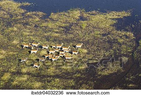 Stock Photograph - Luftaufnahme, Rote Letschwes auch Rote Lechwes (Kobus leche leche), Herde in einem Frischwasser-Sumpfgebiet, Okavango-Delta, Botswana, Afrika. Fotosearch