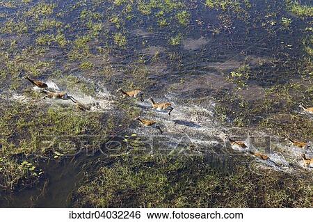 Stock Photograph - Luftaufnahme, Rote Letschwes auch Rote Lechwes (Kobus leche leche), Herde rennend in einem Frischwasser-Sumpfgebiet, Okavango-Delta, Botswana, Afrika. Fotosearch
