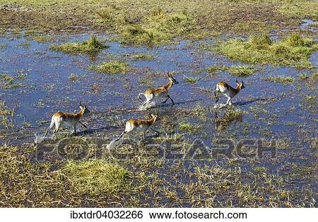 Stock Photograph - Luftaufnahme, Rote Letschwes auch Rote Lechwes (Kobus leche leche), Mannchen unterschiedlichen Alters, rennend im Frischwasser-Sumpfgebiet, Okavango-Delta, Botswana, Afrika. Fotosearch