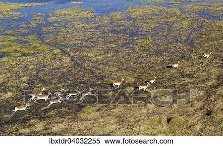 Luftaufnahme, Rote Letschwes auch Rote Lechwes (Kobus leche leche), Herde rennend im Frischwasser-Sumpfgebiet, Okavango-Delta, Botswana, Afrika View Large Photo Image Stock Photography - Luftaufnahme, Rote Letschwes auch Rote Lechwes (Kobus leche leche), Herde rennend im Frischwasser-Sumpfgebiet, Okavango-Delta, Botswana, Afrika. Fotosearch