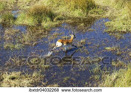 Luftaufnahme, Roter Letschwe auch Roter Lechwe (Kobus leche leche), rennendes Mannchen, Frischwasser-Sumpfgebiet, Okavango-Delta, Botswana, Afrika View Large Photo Image Stock Photo - Luftaufnahme, Roter Letschwe auch Roter Lechwe (Kobus leche leche), rennendes Mannchen, Frischwasser-Sumpfgebiet, Okavango-Delta, Botswana, Afrika. Fotosearch