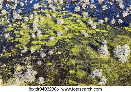 Stock Photography - Luftbild, absterbende Mopanebaume (Colophospermum mopane) in einem Frischwassersumpf, Okavango Delta, Botswana, Afrika. Fotosearch