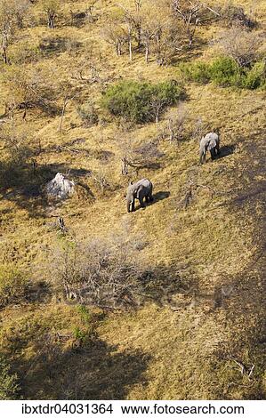Luftbild, Afrikanische Elefanten (Loxodonta africana), zwei Elefantenbullen durchstreifen das Okavango Delta, Botswana, Afrika View Large Photo Image Picture - Luftbild, Afrikanische Elefanten (Loxodonta africana), zwei Elefantenbullen durchstreifen das Okavango Delta, Botswana, Afrika. Fotosearch