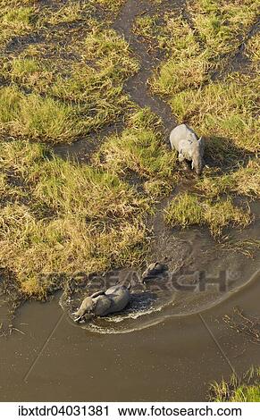 Stock Image - Luftbild, Afrikanische Elefanten (Loxodonta africana), zwei Elefantenkuhe mit Kalb in einem Frischwassersumpf, Okavango Delta, Botswana, Afrika. Fotosearch