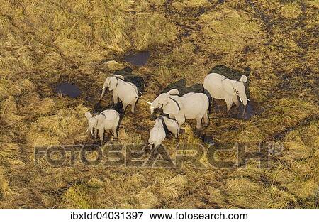 Stock Photo - Luftbild, Afrikanische Elefanten (Loxodonta africana), Zuchtherde, beim Fressen und Saufen in einem Frischwassersumpf, Okavango Delta, Botswana, Afrika. Fotosearch