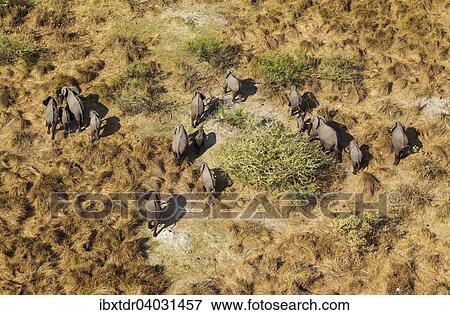 Luftbild, afrikanische Elefanten (Loxodonta africana), Zuchtherde beim Durchstreifen des Okavango Deltas, Botswana, Afrika View Large Photo Image Stock Photo - Luftbild, afrikanische Elefanten (Loxodonta africana), Zuchtherde beim Durchstreifen des Okavango Deltas, Botswana, Afrika. Fotosearch