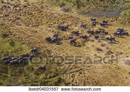 Luftbild, afrikanische Elefanten (Loxodonta africana), Zuchtherde beim Durchstreifen eines Frischwassersumpfs, Okavango Delta, Botswana, Afrika View Large Photo Image Stock Photo - Luftbild, afrikanische Elefanten (Loxodonta africana), Zuchtherde beim Durchstreifen eines Frischwassersumpfs, Okavango Delta, Botswana, Afrika. Fotosearch
