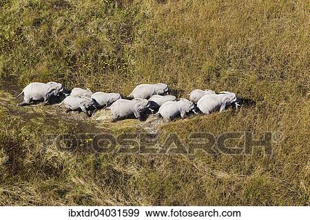 Luftbild, afrikanische Elefanten (Loxodonta africana), Zuchtherde beim Durchstreifen eines Frischwassersumpfs, Okavango Delta, Botswana, Afrika View Large Photo Image Stock Photo - Luftbild, afrikanische Elefanten (Loxodonta africana), Zuchtherde beim Durchstreifen eines Frischwassersumpfs, Okavango Delta, Botswana, Afrika. Fotosearch