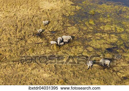 Stock Photography - Luftbild, Afrikanische Elefanten (Loxodonta africana), Zuchtherde, beim Fressen und Saufen in einem Frischwassersumpf, Okavango Delta, Botswana, Afrika. Fotosearch