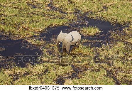 Luftbild, Afrikanischer Elefant (Loxodonta africana), Elefantenbulle in einem Frischwassersumpf, Okavango Delta, Botswana, Afrika View Large Photo Image Stock Photography - Luftbild, Afrikanischer Elefant (Loxodonta africana), Elefantenbulle in einem Frischwassersumpf, Okavango Delta, Botswana, Afrika. Fotosearch