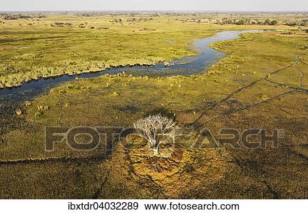 Luftbild, der Gomoti mit angrenzendem Frischwassersumpf, mit weisslichen Baum, der wegen der standig feuchten Umgebung abgestorben ist, Okavango Delta, Botswana, Afrika View Large Photo Image Stock Photo - Luftbild, der Gomoti mit angrenzendem Frischwassersumpf, mit weisslichen Baum, der wegen der standig feuchten Umgebung abgestorben ist, Okavango Delta, Botswana, Afrika. Fotosearch