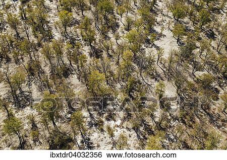 Stock Photograph - Luftbild, Mopanebaume (Colophospermum mopane), Okavango Delta, Botswana, Afrika. Fotosearch