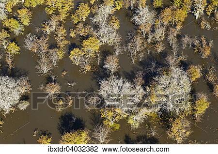 Luftbild, sterbende Mopanebaume (Colophospermum Mopani) in einem Frischwassersumpf, Okavango Delta, Botswana, Afrika View Large Photo Image Stock Image - Luftbild, sterbende Mopanebaume (Colophospermum Mopani) in einem Frischwassersumpf, Okavango Delta, Botswana, Afrika. Fotosearch