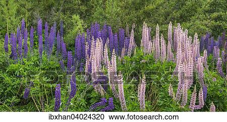 Lupinen (Lupinus sp. ), Neuquen, Argentinien, Sudamerika View Large Photo Image Stock Image - Lupinen (Lupinus sp. ), Neuquen, Argentinien, Sudamerika. Fotosearch