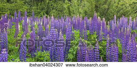 Lupinen (Lupinus sp. ), Neuquen, Argentinien, Sudamerika View Large Photo Image Stock Photo - Lupinen (Lupinus sp. ), Neuquen, Argentinien, Sudamerika. Fotosearch
