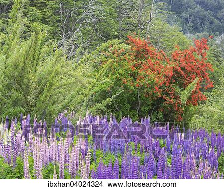 Lupinen (Lupinus sp. ) und Chilenischer Feuerbusch (Embothrium coccineum), Neuquen, Argentinien, Sudamerika View Large Photo Image Picture - Lupinen (Lupinus sp. ) und Chilenischer Feuerbusch (Embothrium coccineum), Neuquen, Argentinien, Sudamerika. Fotosearch