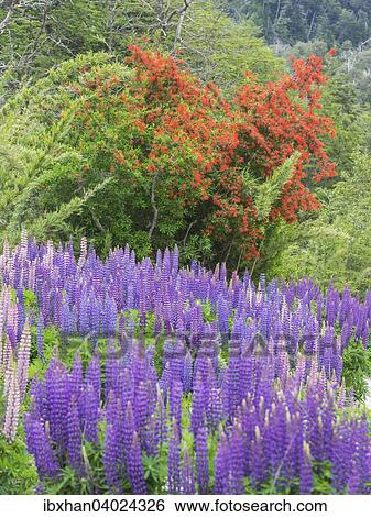 Lupinen (Lupinus sp. ) und Chilenischer Feuerbusch (Embothrium coccineum), Neuquen, Argentinien, Sudamerika View Large Photo Image Stock Photograph - Lupinen (Lupinus sp. ) und Chilenischer Feuerbusch (Embothrium coccineum), Neuquen, Argentinien, Sudamerika. Fotosearch