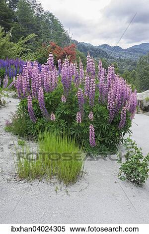 Lupinen (Lupinus sp. ) wachsen auf Vulkanasche, Neuquen, Argentinien, Sudamerika View Large Photo Image Stock Photography - Lupinen (Lupinus sp. ) wachsen auf Vulkanasche, Neuquen, Argentinien, Sudamerika. Fotosearch