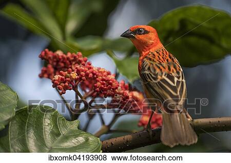 Madagaskarweber (Foudia madagascariensis), captive, Vorkommen Madagaskar View Large Photo Image Stock Photo - Madagaskarweber (Foudia madagascariensis), captive, Vorkommen Madagaskar. Fotosearch