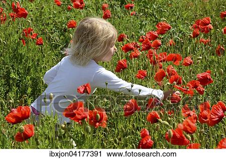 Madchen, 4 Jahre, pfluckt Mohnblumen, Ystad, Schweden, Europa View Large Photo Image Stock Image - Madchen, 4 Jahre, pfluckt Mohnblumen, Ystad, Schweden, Europa. Fotosearch