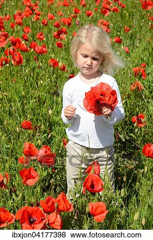 Madchen, 4 Jahre, pfluckt Mohnblumen, Ystad, Schweden, Europa View Large Photo Image Stock Photo - Madchen, 4 Jahre, pfluckt Mohnblumen, Ystad, Schweden, Europa. Fotosearch