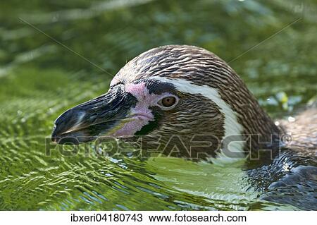 Magellan-Pinguin (Spheniscus magellanicus) im Wasser, captive View Large Photo Image Stock Image - Magellan-Pinguin (Spheniscus magellanicus) im Wasser, captive. Fotosearch