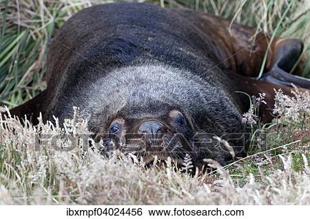Stock Photograph - Mahnenrobbe (Otaria flavescens), Sealion Island, Falklandinseln, Sudamerika. Fotosearch
