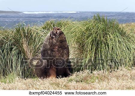 Mahnenrobbe (Otaria flavescens), Sealion Island, Falklandinseln, Sudamerika View Large Photo Image Stock Photography - Mahnenrobbe (Otaria flavescens), Sealion Island, Falklandinseln, Sudamerika. Fotosearch