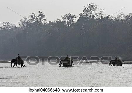 Mahuts durchqueren mit ihren Elefanten den East Rapti River, bei Sauraha, beim Chitwan- Nationalpark, Nepal, Asien View Large Photo Image Stock Photo - Mahuts durchqueren mit ihren Elefanten den East Rapti River, bei Sauraha, beim Chitwan- Nationalpark, Nepal, Asien. Fotosearch