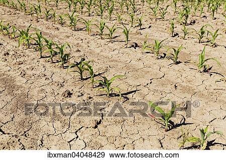 Stock Photo - Maisfeld mit Trockenrissen in der Erde, Burgenland, Osterreich, Europa. Fotosearch