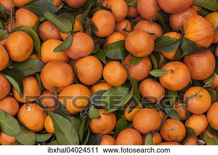 Mandarinen (Citrus reticulata) View Large Photo Image Stock Image - Mandarinen (Citrus reticulata). Fotosearch