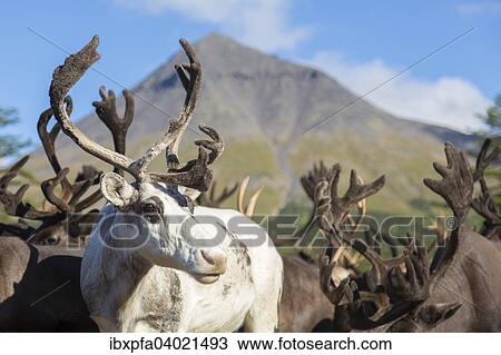 Mandschurische Rener (Rangifer tarandus phylarchus), Kamschatka, Russland, Europa View Large Photo Image Stock Image - Mandschurische Rener (Rangifer tarandus phylarchus), Kamschatka, Russland, Europa. Fotosearch