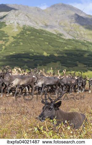 Mandschurische Rener (Rangifer tarandus phylarchus), Kamschatka, Russland, Europa View Large Photo Image Stock Photo - Mandschurische Rener (Rangifer tarandus phylarchus), Kamschatka, Russland, Europa. Fotosearch